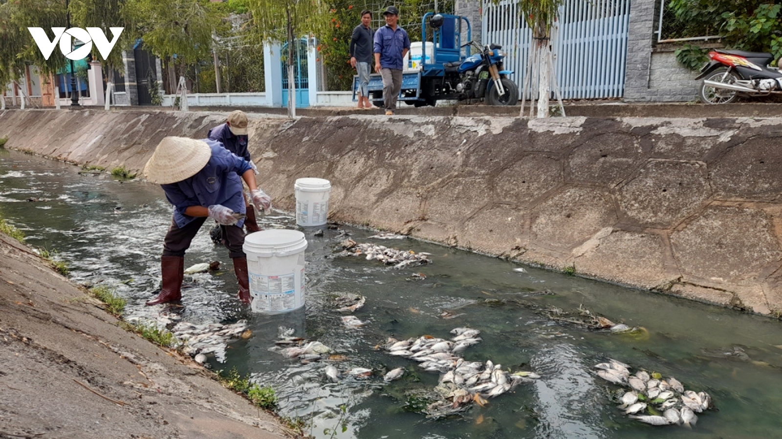 Cá chết nổi trắng kênh Bưng Cải ở Bình Dương